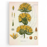 Botanical Art Prints: Gentiana Lutea Vintage Illustration