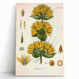 Botanical Art Prints: Gentiana Lutea Vintage Illustration