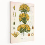 Botanical Art Prints: Gentiana Lutea Vintage Illustration
