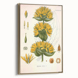 Botanical Art Prints: Gentiana Lutea Vintage Illustration