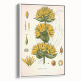 Botanical Art Prints: Gentiana Lutea Vintage Illustration