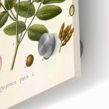 Botanical Art Prints - Vintage Glycyrrhiza Glabra Illustration