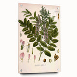 Botanical Art Prints - Vintage Glycyrrhiza Glabra Illustration