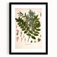 Botanical Art Prints - Vintage Glycyrrhiza Glabra Illustration