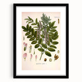 Botanical Art Prints - Vintage Glycyrrhiza Glabra Illustration