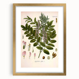 Botanical Art Prints - Vintage Glycyrrhiza Glabra Illustration