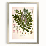 Botanical Art Prints - Vintage Glycyrrhiza Glabra Illustration