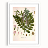 Botanical Art Prints - Vintage Glycyrrhiza Glabra Illustration