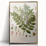 Botanical Art Prints - Vintage Glycyrrhiza Glabra Illustration