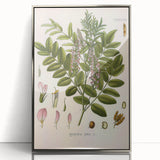 Botanical Art Prints - Vintage Glycyrrhiza Glabra Illustration