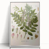 Botanical Art Prints - Vintage Glycyrrhiza Glabra Illustration