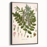 Botanical Art Prints - Vintage Glycyrrhiza Glabra Illustration