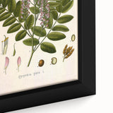 Botanical Art Prints - Vintage Glycyrrhiza Glabra Illustration