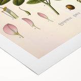 Botanical Art Prints - Vintage Glycyrrhiza Glabra Illustration