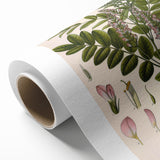 Botanical Art Prints - Vintage Glycyrrhiza Glabra Illustration