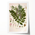 Botanical Art Prints - Vintage Glycyrrhiza Glabra Illustration