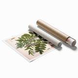 Botanical Art Prints - Vintage Glycyrrhiza Glabra Illustration