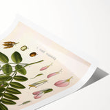 Botanical Art Prints - Vintage Glycyrrhiza Glabra Illustration