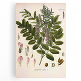 Botanical Art Prints - Vintage Glycyrrhiza Glabra Illustration