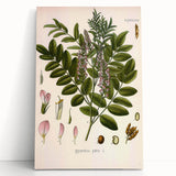Botanical Art Prints - Vintage Glycyrrhiza Glabra Illustration