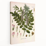 Botanical Art Prints - Vintage Glycyrrhiza Glabra Illustration