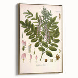 Botanical Art Prints - Vintage Glycyrrhiza Glabra Illustration