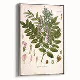 Botanical Art Prints - Vintage Glycyrrhiza Glabra Illustration