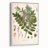 Botanical Art Prints - Vintage Glycyrrhiza Glabra Illustration
