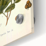 Botanical Art Prints - Vintage Camellia Thea Illustration