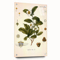 Botanical Art Prints - Vintage Camellia Thea Illustration