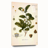 Botanical Art Prints - Vintage Camellia Thea Illustration