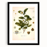 Botanical Art Prints - Vintage Camellia Thea Illustration