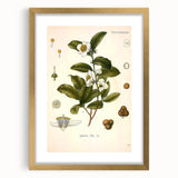 Botanical Art Prints - Vintage Camellia Thea Illustration