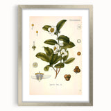 Botanical Art Prints - Vintage Camellia Thea Illustration