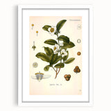 Botanical Art Prints - Vintage Camellia Thea Illustration