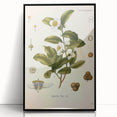 Botanical Art Prints - Vintage Camellia Thea Illustration