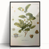 Botanical Art Prints - Vintage Camellia Thea Illustration