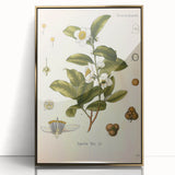 Botanical Art Prints - Vintage Camellia Thea Illustration