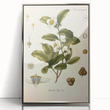 Botanical Art Prints - Vintage Camellia Thea Illustration