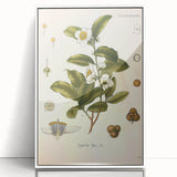 Botanical Art Prints - Vintage Camellia Thea Illustration