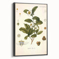 Botanical Art Prints - Vintage Camellia Thea Illustration