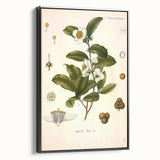 Botanical Art Prints - Vintage Camellia Thea Illustration
