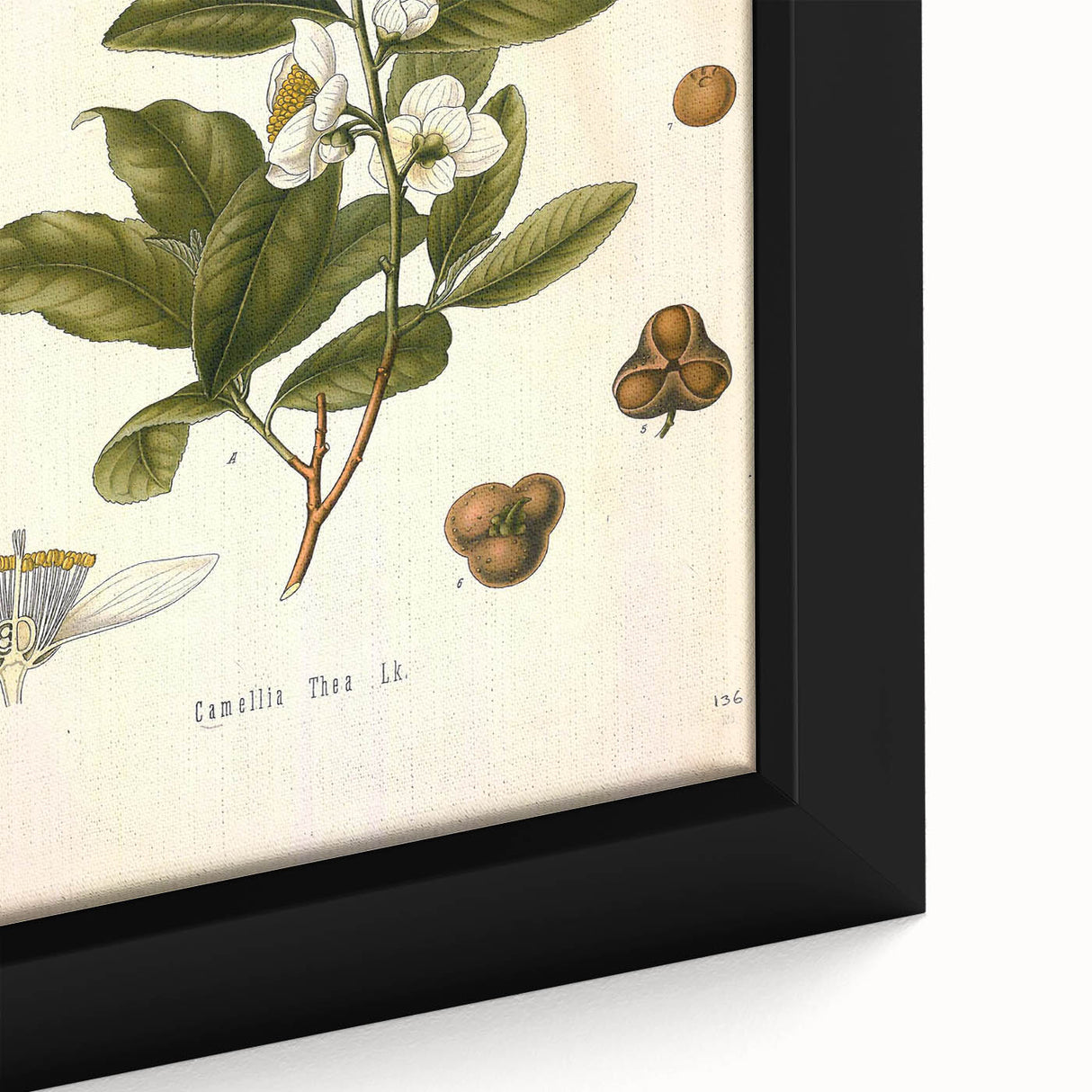 Botanical Art Prints - Vintage Camellia Thea Illustration