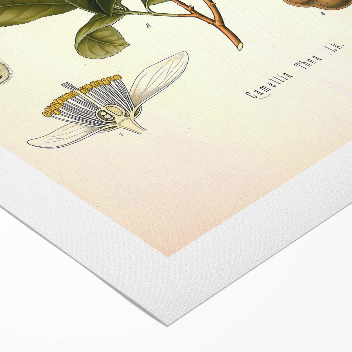 Botanical Art Prints - Vintage Camellia Thea Illustration