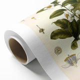 Botanical Art Prints - Vintage Camellia Thea Illustration