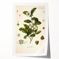 Botanical Art Prints - Vintage Camellia Thea Illustration