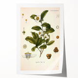 Botanical Art Prints - Vintage Camellia Thea Illustration