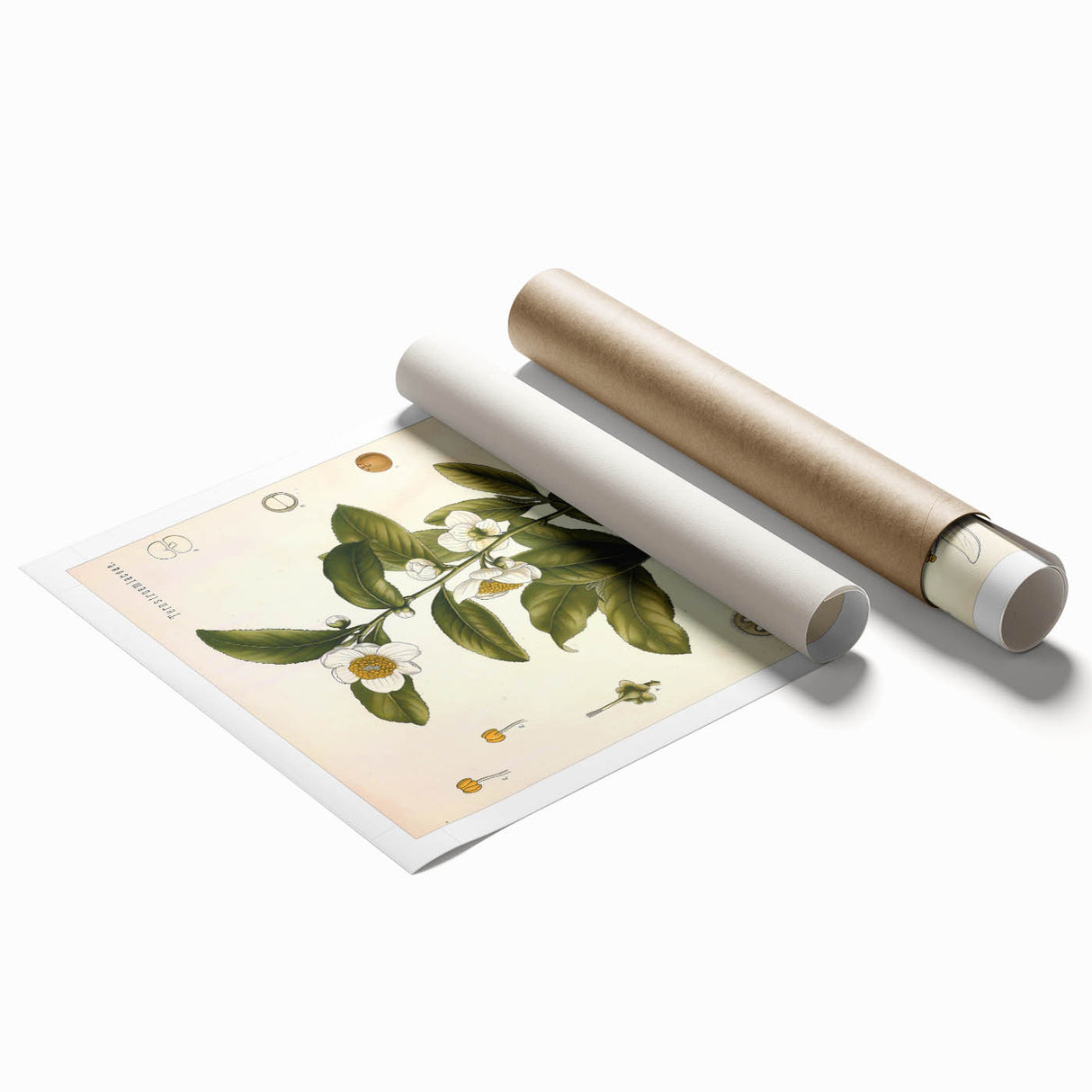 Botanical Art Prints - Vintage Camellia Thea Illustration