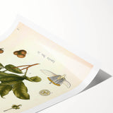 Botanical Art Prints - Vintage Camellia Thea Illustration