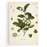 Botanical Art Prints - Vintage Camellia Thea Illustration